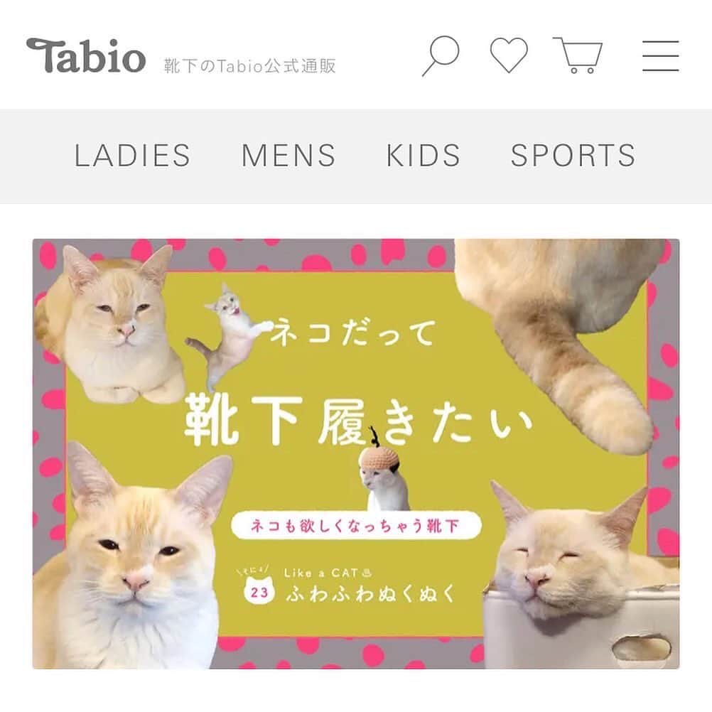 ソルトのインスタグラム：「お久しぶりです✨  本アカウントにも投稿しましたが  ご縁がありまして靴下屋さんのwebサイトでソルくんが出演させて頂いてます✨  靴下屋さんの商品をソルくんが紹介しているのですが色んな箇所にソルくんがいます😂❤️  是非見て頂けると嬉しいです✨  リンクはストーリーに載せます😸」