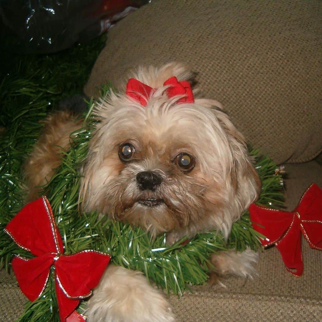 Marnie The Dogのインスタグラム：「This week is the 10th anniversary of Marnie’s Gotcha Day— the day I adopted her.  I’d like to share these sweet photos I received of young Marnie, from before she was accidentally lost into the shelter system.   Marnie was adopted from a disturbing shelter with a bad rap in Connecticut in Dec 2012. A heart-breaking chorus of freezing dogs caged outside greeted me as the taxi pulled up (later civilian protests led to State intervention). I pursued adoption because I felt rescuing Marnie (named “Stinky”) was the priority. I had little experience with dogs despite always feeling a connection… the traditional Middle Eastern Jewish culture I grew up in was all about children, not pets, but from a single photo on petfinder.com, I was called by those all-knowing eyes filled with a longing for a fate bigger & better.  Marnie was depressed, stinky, and filthy, my palms sweaty with fear— I was terrified signing the paperwork. But she smiled joyously as we started our journey home, her social Libra Sun & adventurous Sagittarius Moon showing, as we waited for the Metro-North train back to NYC. She was darling!  Estimated to be 8, she was actually 11, born 10/21/2001, which I learned years later when Marnie’s fame exploded and she made her way to the explore page of her previous (2nd) owner, Heidie Colon-Rosa (@mrshcrosa ). Tragic accidents beyond our control do happen in life, they just do, and Marnie (then named Chi-Chi) got lost and Heidie could not find her while she was 8 months pregnant with twins, despite, of course, trying her hardest.   In tears and laughter, we exchanged stories of Marnie’s insistent demands for 1000% companionship at all times. I visited her beautiful family & they gave Marnie a sweater they knitted for her. It fills my heart with absolute joy knowing that Marnie spent her early life being cared for by such a warm soul. Surely, it rubbed off on to Marnie. So, this Gotcha Day, this Holiday Season, I want to thank Heidie, as well as all of you, for helping give Marnie a life filled with as much love as every dog deserves. Wishing you & yours a beautiful holiday season ♥️-Shirley (@shirley_braha)」