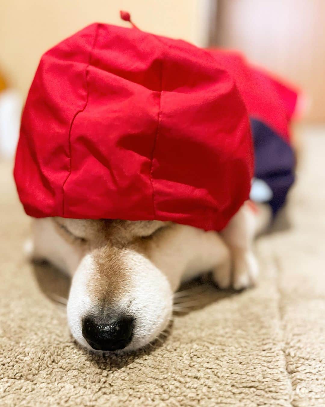 せんべえのインスタグラム：「あぁもうぼかぁカッパやんだよぉおお #せんべえ #柴犬 #shibainu  #カッパ反対運動」