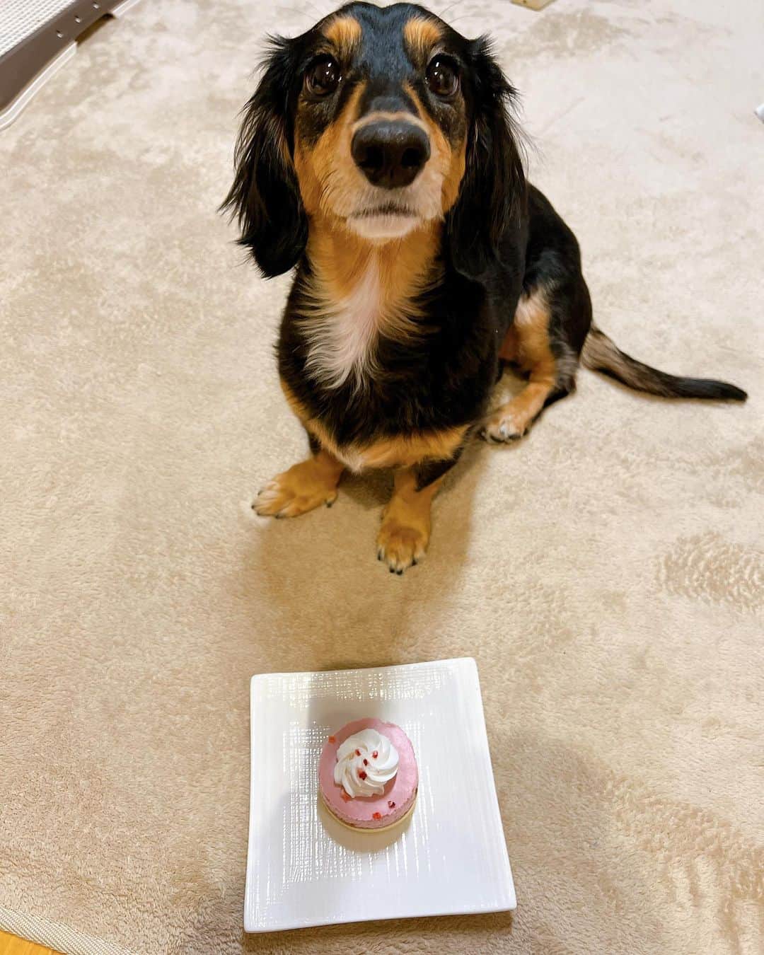 高原愛さんのインスタグラム写真 - (高原愛Instagram)「我が家のアイドル🐕モモ🍑が4歳になりました👏全然映えないケーキの写真だけど😗笑　一応ケーキもモリモリ食べてくれて4歳も無事迎えられました👑元気に健康にすくすく育っていってほしいです🥰いつも愛と癒しを与えてくれてありがとう💓💓💓  #犬のいる暮らし#犬バカ部#ミニチュアダックス#短足犬#犬好きな人と繋がりたい#🐕#🎂」12月22日 11時57分 - ai_takahara_ai