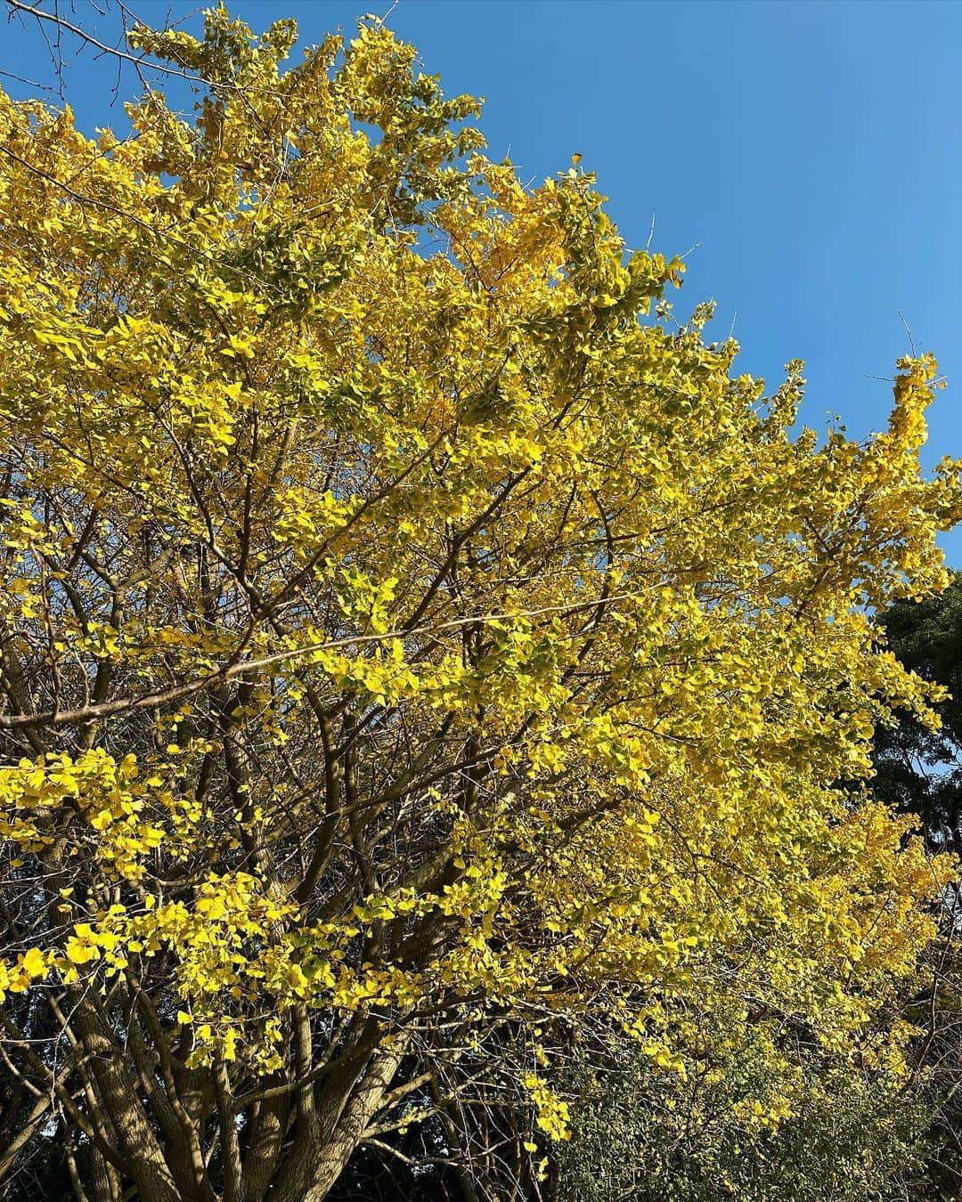 MIHO氏さんのインスタグラム写真 - (MIHO氏Instagram)「去年も訪れた垂水市の千本いちょう💛  今年は来るのが遅くなってしまい 葉がけっこう落ちちゃってたけど 地面に散った葉もまた美しかったです(*´꒳`*)  ここ最近は南国・鹿児島も どんどん寒くなってまいりました🥺🥺  みなさまも体調管理や雪、凍結などの事故や怪我に 充分お気をつけてお過ごしください⛄️ ． #いきなり寒くなって #慌てて衣替えしだす #急いで物置からストーブ引っ張りだす #夜ごはんは鍋しか思い付かず #鹿児島の冬は突然に #どんまいオブザイヤー」12月22日 17時26分 - _mihoshi.344_