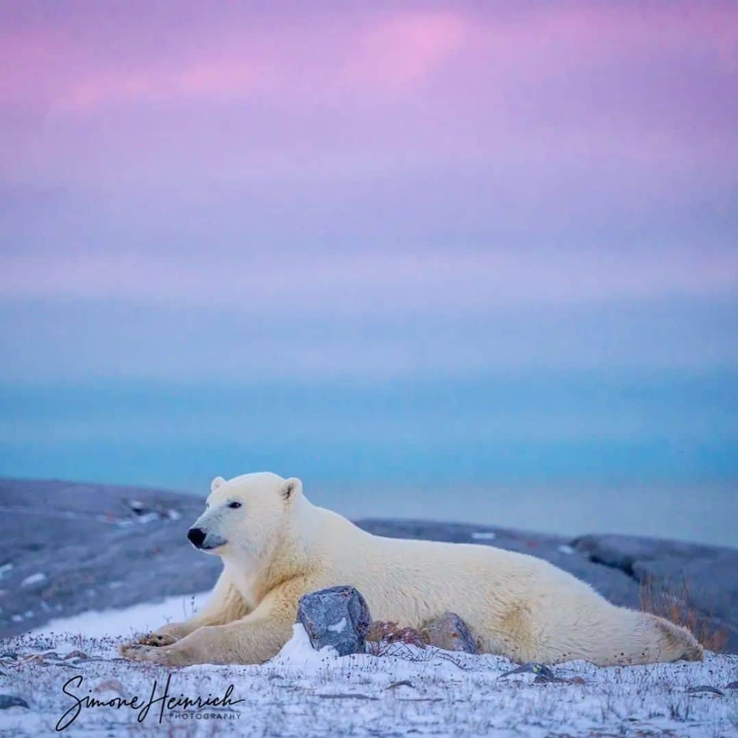 Bearsのインスタグラム：「What a magical shot of this beautiful polar bear by @simoneheinrichphotography 🐻‍❄️💜💙💫  #bear #bears #polarbear #animal #animals #saveourbears #bearlove #savetheanimals #love #cute #sweet #adorable #nature #photo #wildlife #photography #wildlifephotography #lovely #animallove #belovedbears」