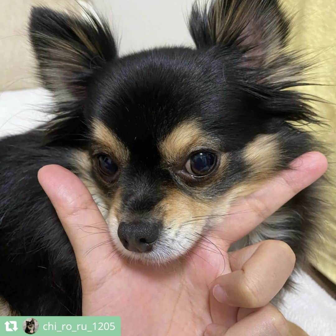 ライオン商事株式会社さんのインスタグラム写真 - (ライオン商事株式会社Instagram)「#犬の歯みがき始めます宣言 キャンペーン実施中！🐶🪥✨  キャンペーン期間中、ご応募いただいている皆様の中から投稿をピックアップしてご紹介いたします！⁡ ⁡ 今回は第六弾です💫💫💫💫💫💫  @roko9986さん @mukutan_さん @1039_sakuraさん @lucacia56さん @chirorumarimoomochiさん @chi_ro_ru_1205さん @k.y.t.011416さん @mona_2020.1101さん @_ron_muu8さん @popopochikoさん  みなさんすてきなキメ顔ありがとうございます♪ 神妙な面持ちだったり、舌をペロッとしてキュートな表情だったり、個性豊かなキメ顔を頂きました！🥰💕 ⁡ また次回もご応募いただいた中からご紹介いたしますので、ぜひご参加ください！  ======================== ＜ご応募に関しまして＞ ======================== 応募方法について再度ご確認ください！  ①ハッシュタグは合っていますか？ ………………………………………… 表記が異なっていると対象外になってしまいます！ ハッシュタグがあっているかご確認ください。  ②@lion_pet_dogをフォローしていますか？ ………………………………………………… フォローしていないと抽選が漏れてしまうため、フォローを忘れずにお願いいたします。  ③公開アカウント設定になっていますか？ ………………………………………………… 非公開アカウントに設定していると、投稿が見られないため対象外になってしまいます。  ④『キメ顔』ポーズで写真を撮っていますか？ ………………………………………………… Vサインを作ってあごにのせるか、口元をタッチしているポーズが『キメ顔』となります。 少し口から離れていても大丈夫ですので、『キメ顔』写真の投稿をお願いいたします！  ========================  引き続きご応募お待ちしております🪥✨」12月23日 14時21分 - lion_pet_dog