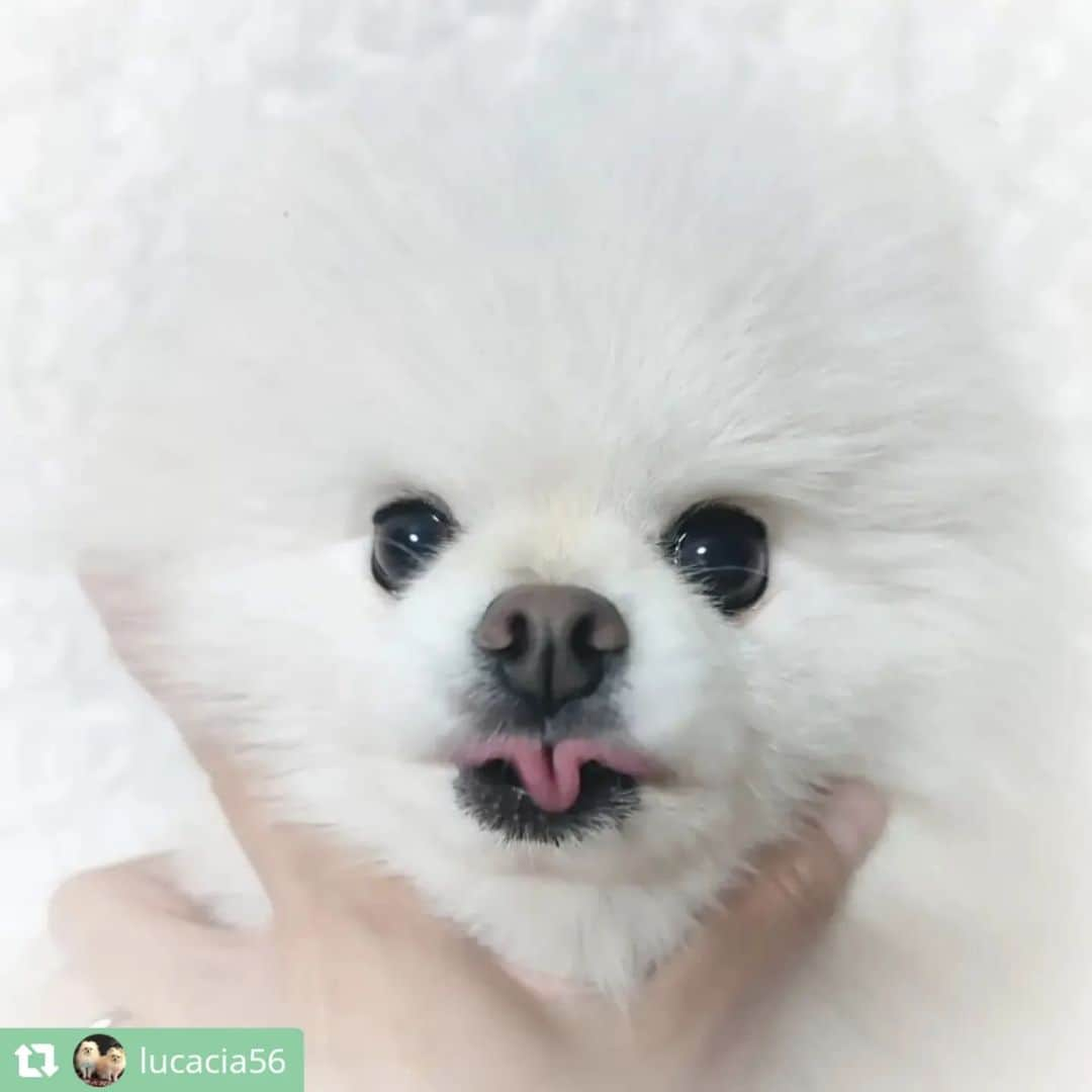 ライオン商事株式会社さんのインスタグラム写真 - (ライオン商事株式会社Instagram)「#犬の歯みがき始めます宣言 キャンペーン実施中！🐶🪥✨  キャンペーン期間中、ご応募いただいている皆様の中から投稿をピックアップしてご紹介いたします！⁡ ⁡ 今回は第六弾です💫💫💫💫💫💫  @roko9986さん @mukutan_さん @1039_sakuraさん @lucacia56さん @chirorumarimoomochiさん @chi_ro_ru_1205さん @k.y.t.011416さん @mona_2020.1101さん @_ron_muu8さん @popopochikoさん  みなさんすてきなキメ顔ありがとうございます♪ 神妙な面持ちだったり、舌をペロッとしてキュートな表情だったり、個性豊かなキメ顔を頂きました！🥰💕 ⁡ また次回もご応募いただいた中からご紹介いたしますので、ぜひご参加ください！  ======================== ＜ご応募に関しまして＞ ======================== 応募方法について再度ご確認ください！  ①ハッシュタグは合っていますか？ ………………………………………… 表記が異なっていると対象外になってしまいます！ ハッシュタグがあっているかご確認ください。  ②@lion_pet_dogをフォローしていますか？ ………………………………………………… フォローしていないと抽選が漏れてしまうため、フォローを忘れずにお願いいたします。  ③公開アカウント設定になっていますか？ ………………………………………………… 非公開アカウントに設定していると、投稿が見られないため対象外になってしまいます。  ④『キメ顔』ポーズで写真を撮っていますか？ ………………………………………………… Vサインを作ってあごにのせるか、口元をタッチしているポーズが『キメ顔』となります。 少し口から離れていても大丈夫ですので、『キメ顔』写真の投稿をお願いいたします！  ========================  引き続きご応募お待ちしております🪥✨」12月23日 14時21分 - lion_pet_dog