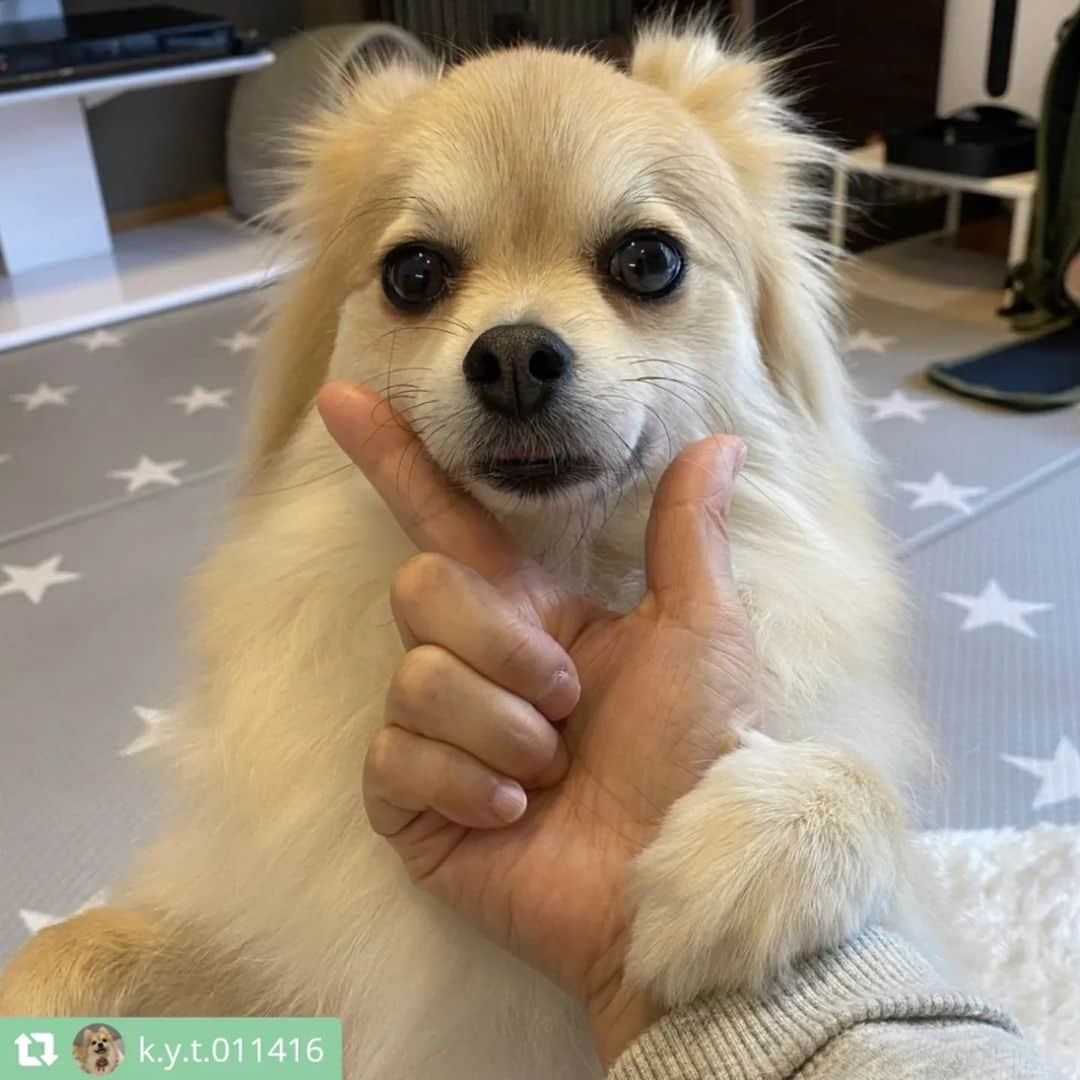 ライオン商事株式会社さんのインスタグラム写真 - (ライオン商事株式会社Instagram)「#犬の歯みがき始めます宣言 キャンペーン実施中！🐶🪥✨  キャンペーン期間中、ご応募いただいている皆様の中から投稿をピックアップしてご紹介いたします！⁡ ⁡ 今回は第六弾です💫💫💫💫💫💫  @roko9986さん @mukutan_さん @1039_sakuraさん @lucacia56さん @chirorumarimoomochiさん @chi_ro_ru_1205さん @k.y.t.011416さん @mona_2020.1101さん @_ron_muu8さん @popopochikoさん  みなさんすてきなキメ顔ありがとうございます♪ 神妙な面持ちだったり、舌をペロッとしてキュートな表情だったり、個性豊かなキメ顔を頂きました！🥰💕 ⁡ また次回もご応募いただいた中からご紹介いたしますので、ぜひご参加ください！  ======================== ＜ご応募に関しまして＞ ======================== 応募方法について再度ご確認ください！  ①ハッシュタグは合っていますか？ ………………………………………… 表記が異なっていると対象外になってしまいます！ ハッシュタグがあっているかご確認ください。  ②@lion_pet_dogをフォローしていますか？ ………………………………………………… フォローしていないと抽選が漏れてしまうため、フォローを忘れずにお願いいたします。  ③公開アカウント設定になっていますか？ ………………………………………………… 非公開アカウントに設定していると、投稿が見られないため対象外になってしまいます。  ④『キメ顔』ポーズで写真を撮っていますか？ ………………………………………………… Vサインを作ってあごにのせるか、口元をタッチしているポーズが『キメ顔』となります。 少し口から離れていても大丈夫ですので、『キメ顔』写真の投稿をお願いいたします！  ========================  引き続きご応募お待ちしております🪥✨」12月23日 14時21分 - lion_pet_dog