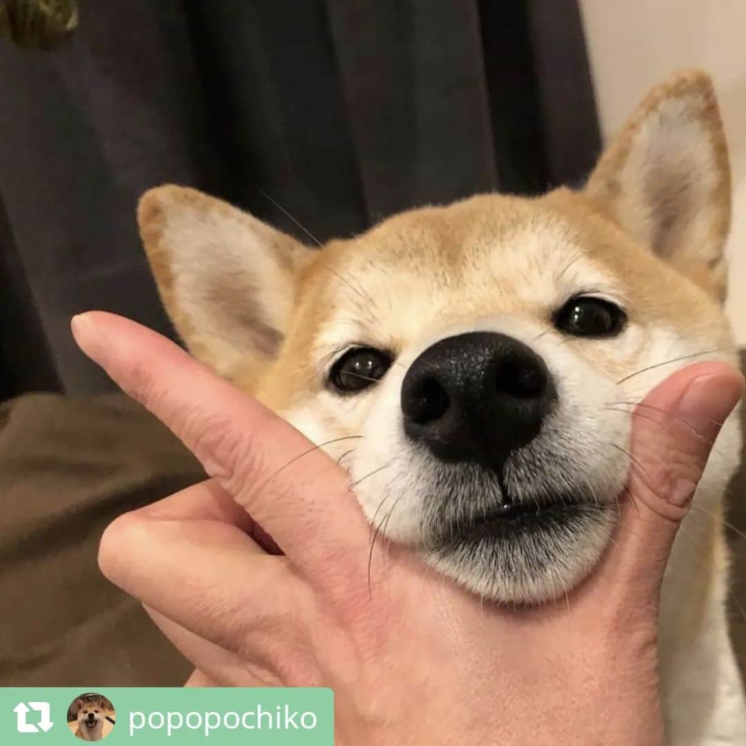 ライオン商事株式会社さんのインスタグラム写真 - (ライオン商事株式会社Instagram)「#犬の歯みがき始めます宣言 キャンペーン実施中！🐶🪥✨  キャンペーン期間中、ご応募いただいている皆様の中から投稿をピックアップしてご紹介いたします！⁡ ⁡ 今回は第六弾です💫💫💫💫💫💫  @roko9986さん @mukutan_さん @1039_sakuraさん @lucacia56さん @chirorumarimoomochiさん @chi_ro_ru_1205さん @k.y.t.011416さん @mona_2020.1101さん @_ron_muu8さん @popopochikoさん  みなさんすてきなキメ顔ありがとうございます♪ 神妙な面持ちだったり、舌をペロッとしてキュートな表情だったり、個性豊かなキメ顔を頂きました！🥰💕 ⁡ また次回もご応募いただいた中からご紹介いたしますので、ぜひご参加ください！  ======================== ＜ご応募に関しまして＞ ======================== 応募方法について再度ご確認ください！  ①ハッシュタグは合っていますか？ ………………………………………… 表記が異なっていると対象外になってしまいます！ ハッシュタグがあっているかご確認ください。  ②@lion_pet_dogをフォローしていますか？ ………………………………………………… フォローしていないと抽選が漏れてしまうため、フォローを忘れずにお願いいたします。  ③公開アカウント設定になっていますか？ ………………………………………………… 非公開アカウントに設定していると、投稿が見られないため対象外になってしまいます。  ④『キメ顔』ポーズで写真を撮っていますか？ ………………………………………………… Vサインを作ってあごにのせるか、口元をタッチしているポーズが『キメ顔』となります。 少し口から離れていても大丈夫ですので、『キメ顔』写真の投稿をお願いいたします！  ========================  引き続きご応募お待ちしております🪥✨」12月23日 14時21分 - lion_pet_dog