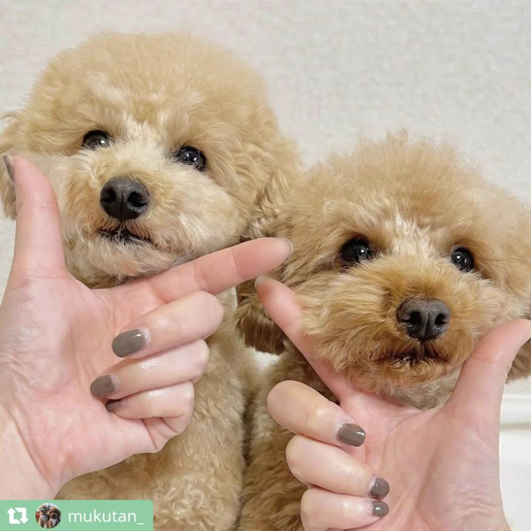 ライオン商事株式会社さんのインスタグラム写真 - (ライオン商事株式会社Instagram)「#犬の歯みがき始めます宣言 キャンペーン実施中！🐶🪥✨  キャンペーン期間中、ご応募いただいている皆様の中から投稿をピックアップしてご紹介いたします！⁡ ⁡ 今回は第六弾です💫💫💫💫💫💫  @roko9986さん @mukutan_さん @1039_sakuraさん @lucacia56さん @chirorumarimoomochiさん @chi_ro_ru_1205さん @k.y.t.011416さん @mona_2020.1101さん @_ron_muu8さん @popopochikoさん  みなさんすてきなキメ顔ありがとうございます♪ 神妙な面持ちだったり、舌をペロッとしてキュートな表情だったり、個性豊かなキメ顔を頂きました！🥰💕 ⁡ また次回もご応募いただいた中からご紹介いたしますので、ぜひご参加ください！  ======================== ＜ご応募に関しまして＞ ======================== 応募方法について再度ご確認ください！  ①ハッシュタグは合っていますか？ ………………………………………… 表記が異なっていると対象外になってしまいます！ ハッシュタグがあっているかご確認ください。  ②@lion_pet_dogをフォローしていますか？ ………………………………………………… フォローしていないと抽選が漏れてしまうため、フォローを忘れずにお願いいたします。  ③公開アカウント設定になっていますか？ ………………………………………………… 非公開アカウントに設定していると、投稿が見られないため対象外になってしまいます。  ④『キメ顔』ポーズで写真を撮っていますか？ ………………………………………………… Vサインを作ってあごにのせるか、口元をタッチしているポーズが『キメ顔』となります。 少し口から離れていても大丈夫ですので、『キメ顔』写真の投稿をお願いいたします！  ========================  引き続きご応募お待ちしております🪥✨」12月23日 14時21分 - lion_pet_dog