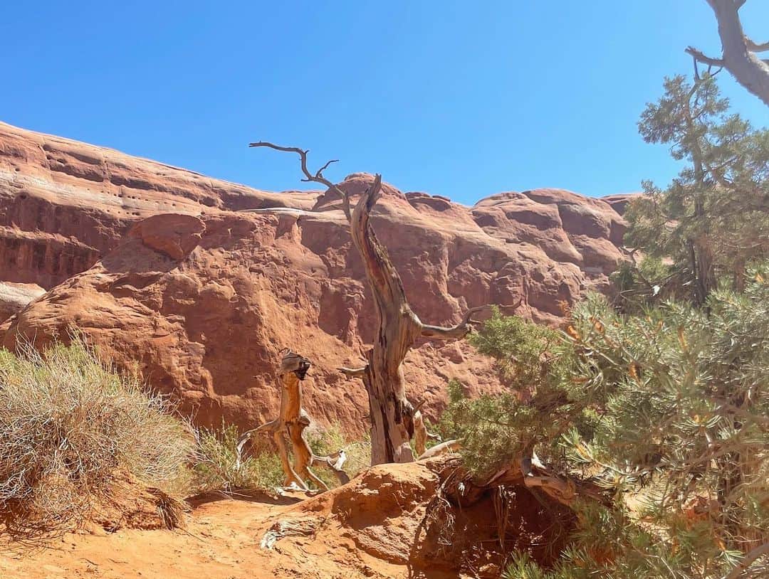 白渚すずさんのインスタグラム写真 - (白渚すずInstagram)「夏休みRV trip ・ ＊Arches National Park＊  今回の旅でどこが一番良かったか？と良く聞かれます。 どこも良かったので一つに絞るのは難しいけれど、 強いて言うならば、こちらがナンバー1だったかなと。 朝一番乗りの日の出から行き、 時間をかけて何箇所かトレッキング等をしたから 思い入れが強いのもあるかも。  砂岩が侵食して自然に出来たアーチの数々。 壮大さに感動の嵐でした。 暑い中、ボクもトレッキングを頑張って この旅で予想以上の彼の体力を発揮してくれました!!  そしてこちらでもボルテックスにより捻れた木がたくさんあり 10枚目はボクが動物の親子みたい!!と発見したもの！  #grandcircle#rv#rvtravel#rvtrip#moab#archesnationalpark#arches#nationalpark#アーチーズ#アーチーズ国立公園 #キャンピングカー#キャンピングカーの旅」12月23日 6時08分 - suzubell_44