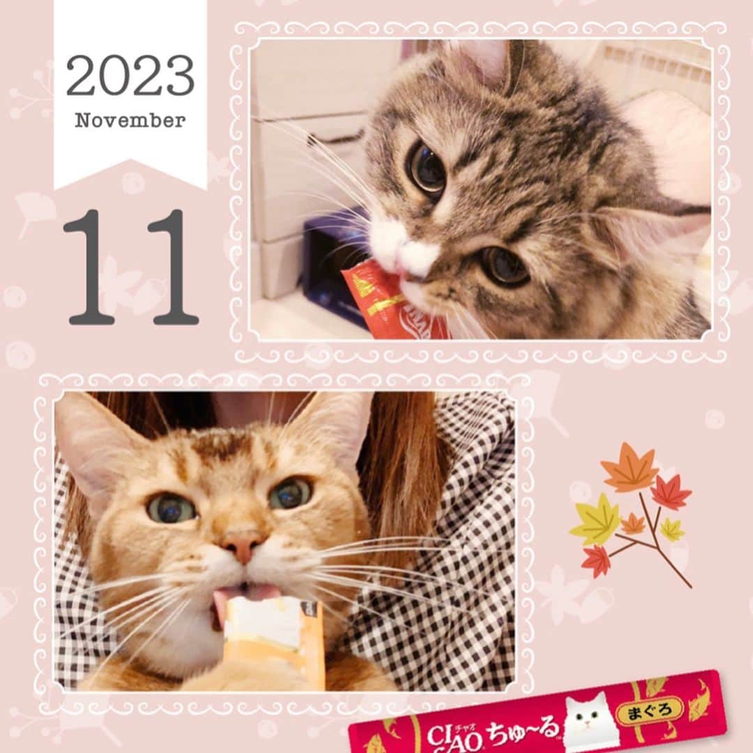 いなば CIAOちゅ～るさんのインスタグラム写真 - (いなば CIAOちゅ～るInstagram)「7月〜12月のカレンダーです🐈🗓  https://www.inaba-petfood.co.jp/campaign/2023_calendar_result.html  #ちゅーる #2023カレンダー #いなば #世界の猫を喜ばす」12月23日 15時07分 - ciao_campaign
