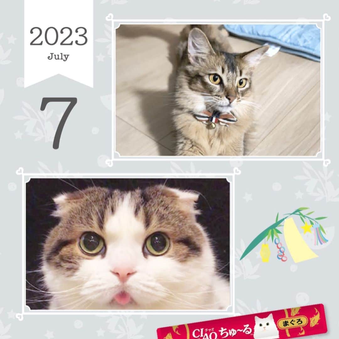 いなば CIAOちゅ～るのインスタグラム：「7月〜12月のカレンダーです🐈🗓  https://www.inaba-petfood.co.jp/campaign/2023_calendar_result.html  #ちゅーる #2023カレンダー #いなば #世界の猫を喜ばす」
