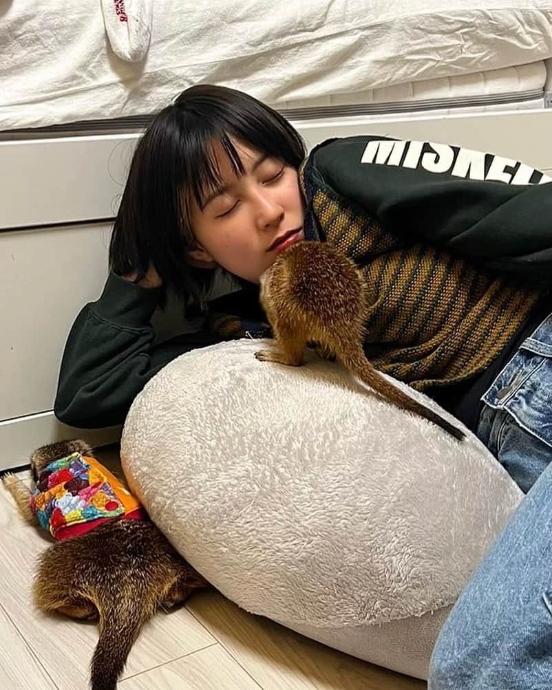 岡奈なな子（おかなちゃん）のインスタグラム：「RaMuちゃん家にてミーアキャットのメロちゃんとゴンザブロウです」