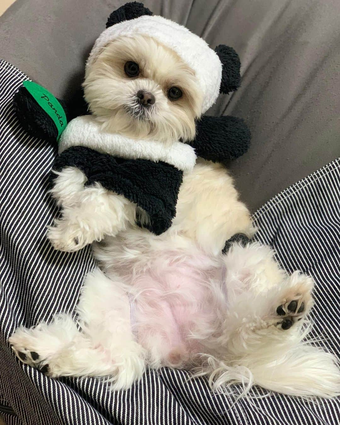早乙女ゆみのさんのインスタグラム写真 - (早乙女ゆみのInstagram)「パンダになっちゃった🐼🌿  #マルチーズ #シーズー  #マルシーズー #バンス #パンダ」12月23日 19時55分 - yumino1105
