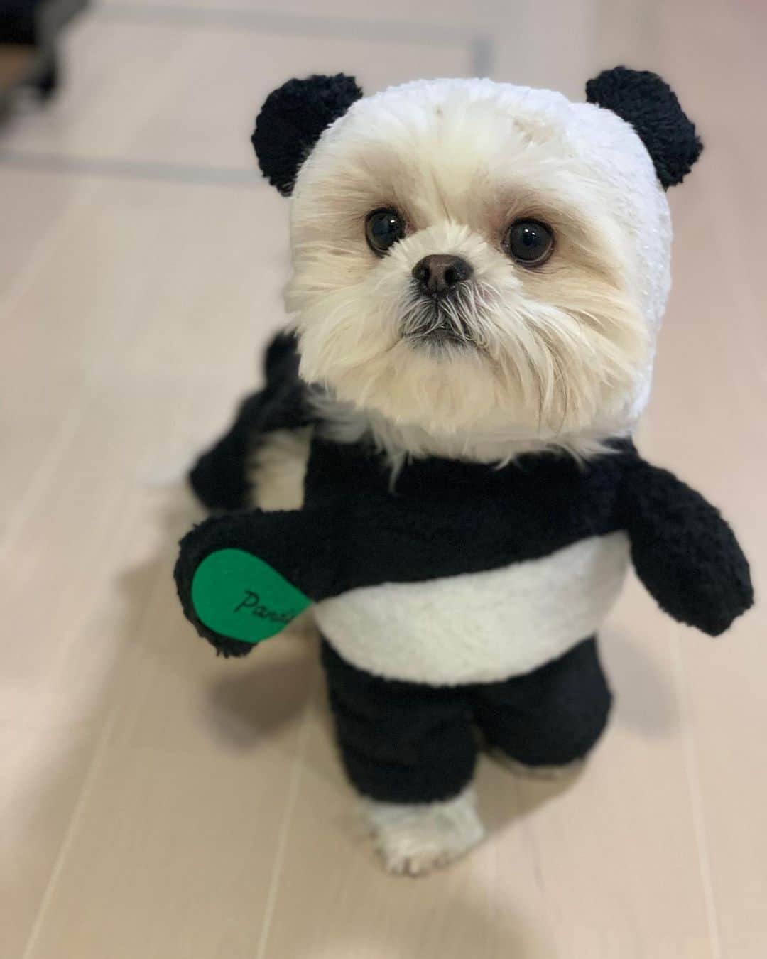 早乙女ゆみのさんのインスタグラム写真 - (早乙女ゆみのInstagram)「パンダになっちゃった🐼🌿  #マルチーズ #シーズー  #マルシーズー #バンス #パンダ」12月23日 19時55分 - yumino1105
