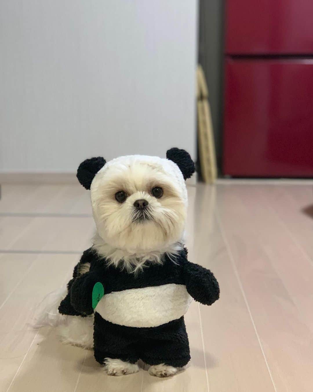 早乙女ゆみのさんのインスタグラム写真 - (早乙女ゆみのInstagram)「パンダになっちゃった🐼🌿  #マルチーズ #シーズー  #マルシーズー #バンス #パンダ」12月23日 19時55分 - yumino1105