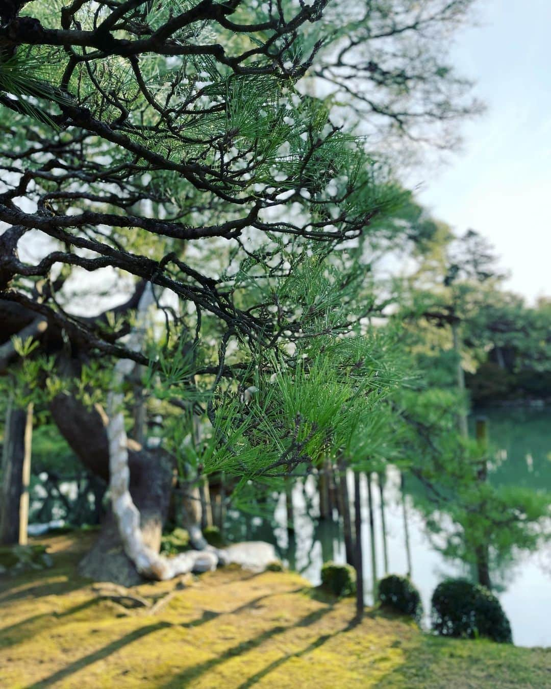 沢井美空さんのインスタグラム写真 - (沢井美空Instagram)「一瞬で過ぎた秋の写真...🍂今年もあと1週間ぐらい？早すぎる！」12月23日 20時10分 - mikusawai