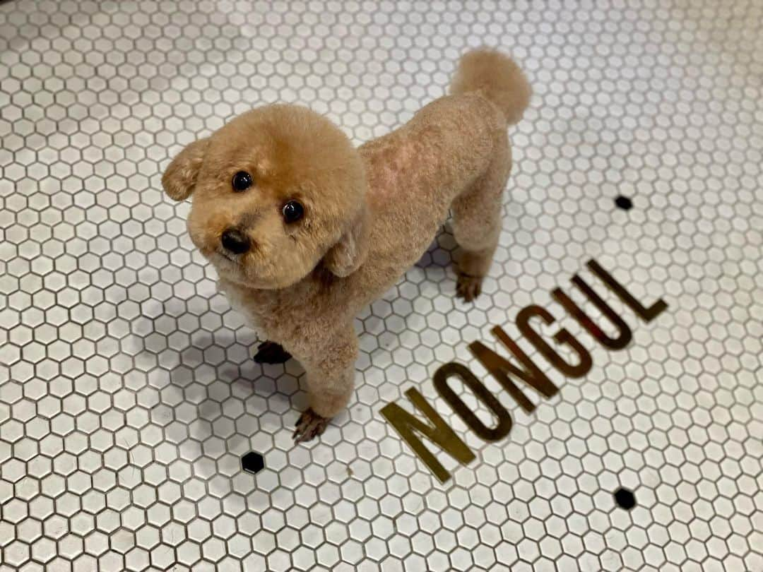 NAOTA（ナオタ）のインスタグラム：「『Simba』  トリミングでさっぱり✂︎  #トイプードル #toypoodle #愛犬 #dog #instdog #petoftheday #petoftoday #west_dog_japan #ig_dogphoto #puppystagram #といぷーどる #toypoodleapricot #dogftheday #トイプー #poodle #instadog #犬バカ部 #ドッグファッション #toipoodle #犬オタク #dogwear #犬の家族」