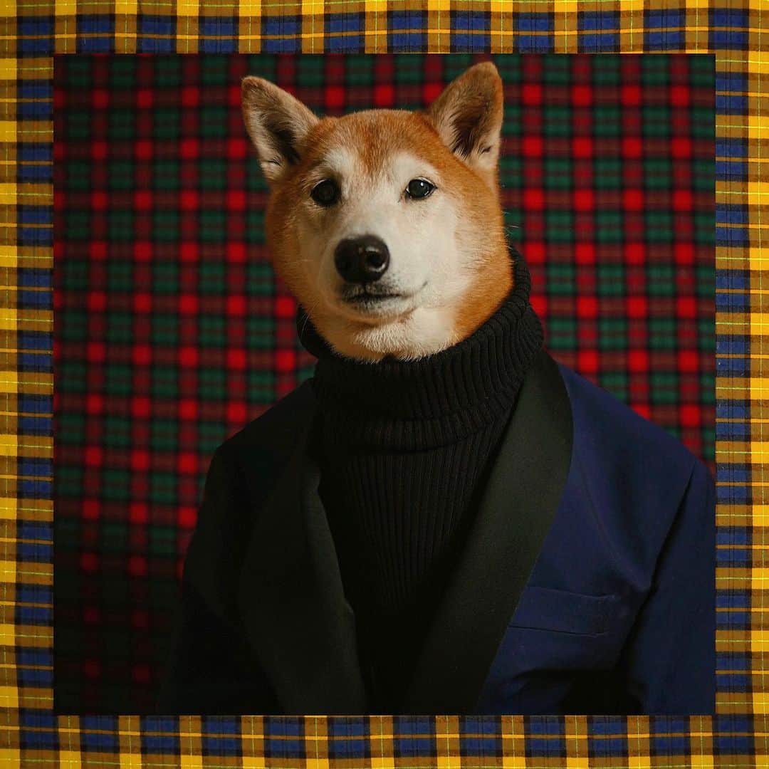 のインスタグラム：「Festive fits ✔️ Holiday hits ✔️ Seasonal knits ✔️  Happy Holidays to every single one of you from Bodhi, Luc and team MWD & thank you for a wonderful year 🎄🐾」