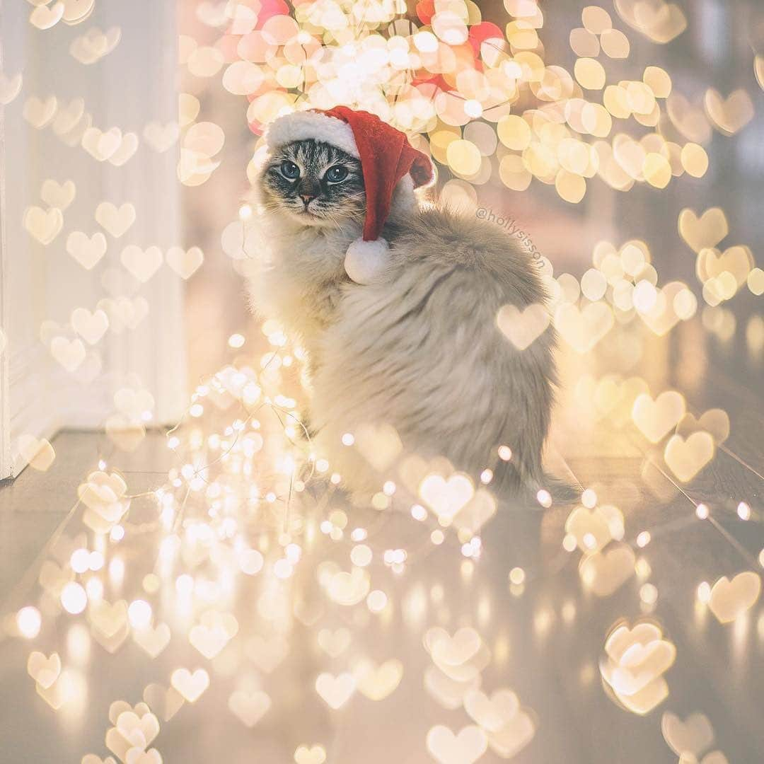 Holly Sissonのインスタグラム：「I miss my SantaPaws girl ❤️🎄🐱💔 #Siberiancat #bokeh #sharethejoyca #contest ~ Canon 1D X MkII + 85 f1.4L IS @ f1.4 (+ Lomography 85mm #Petzval Art Lens for heart bokeh)」