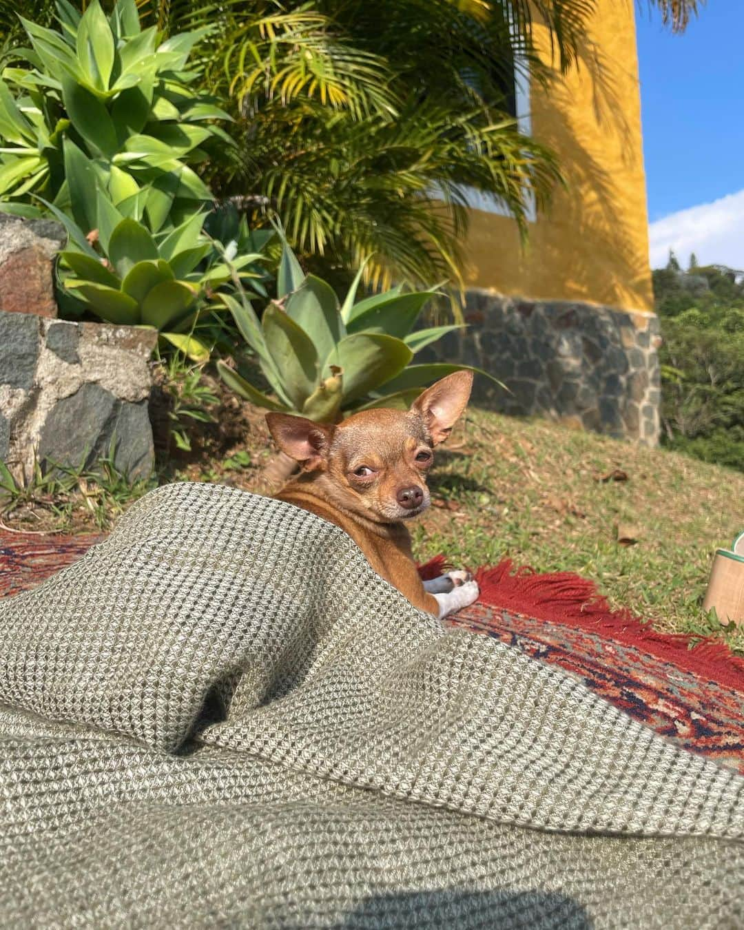 ダイアン・ゲレロさんのインスタグラム写真 - (ダイアン・ゲレロInstagram)「Casita  DDD  Mosquito bite on my beauty mark cool  Pooch sleeping bag ForEver Dad +Mom feet remix  Penny dialing her lawyer from the car phone… “no one asked if they could use my likeness for a godamm keychain! call my lawyer! Wait you ARE my lawyer! You’re fired! And on Christmas no less🎄🎄“」12月24日 9時46分 - dianexguerrero