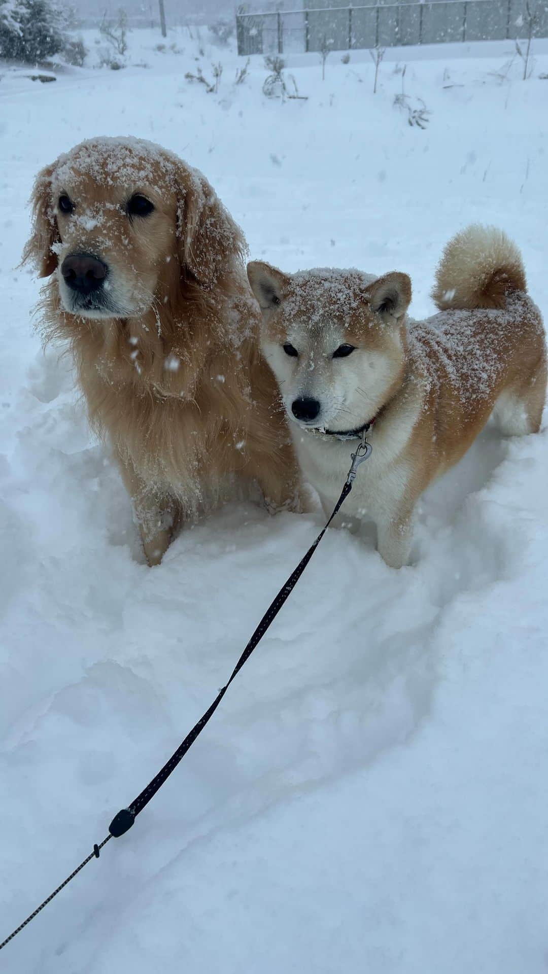 篠原信一のインスタグラム：「わ〜い雪だ〜ワン🐕🐶☃️  #しばいぬ  #柴犬 #ごーるでんれとりばー  #ゴールデンレトリバー #朝散歩 #雪  #楽しい」