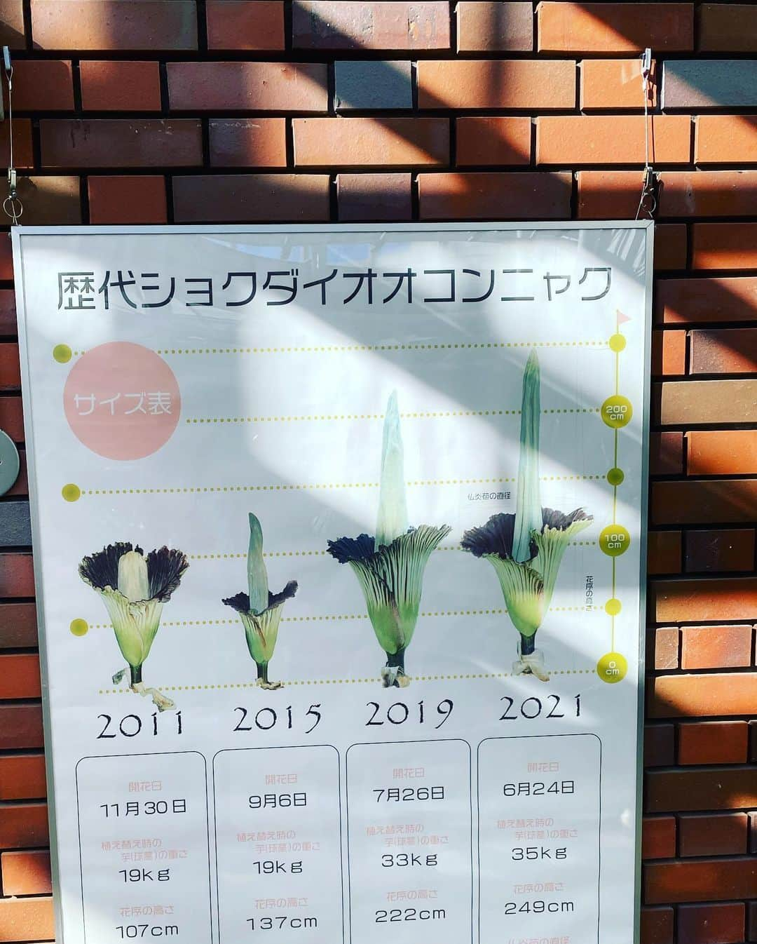 篠原かをりさんのインスタグラム写真 - (篠原かをりInstagram)「ショクダイオオコンニャクの開花を見にいきました 夜に開花したという情報を得て急遽現地入り前泊 ギリギリ日常のうっかりやらかしで出来上がりそうなくらいの匂いでした  #ショクダイオオコンニャク」12月24日 11時10分 - kawori_rat