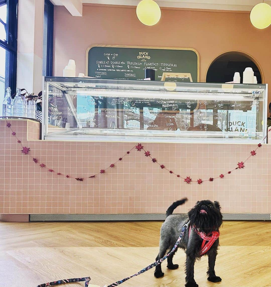 Digby & Aloのインスタグラム：「our christmas eve - beach, fried chicken, ice cream at @duckislandicecream followed by naps on the floor. we’re just practicing for tomorrow 🎅🏻」