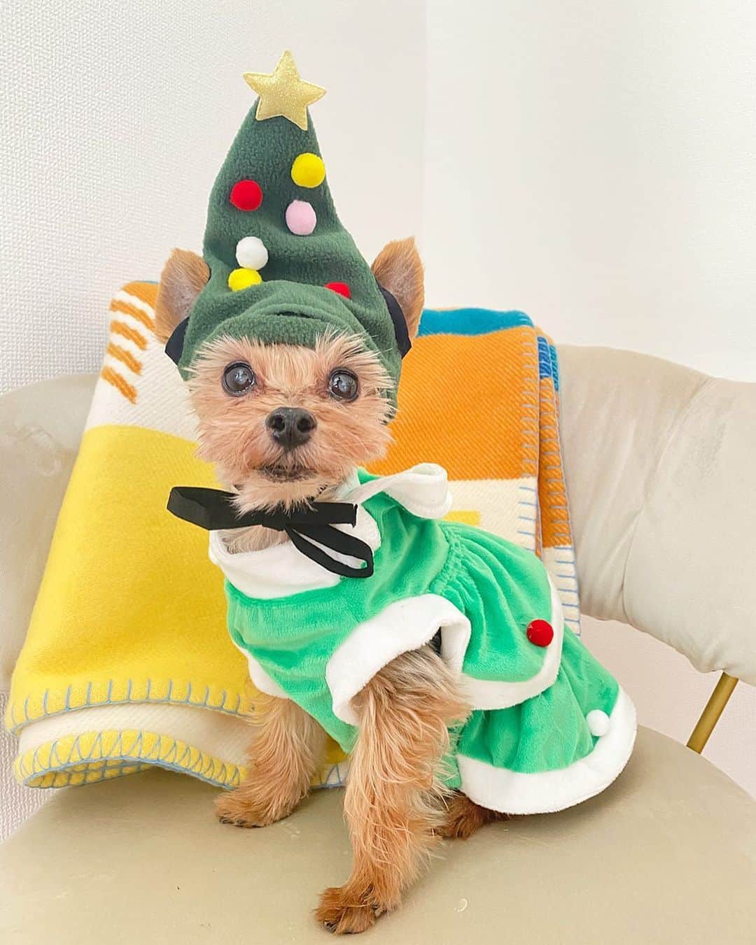 ririのインスタグラム：「Merry Christmas 🎄🎀 今年はクリスマスツリーに なりましたよ😹  どうですかぁぁ？🎅👂？  似合いすぎててキュンとする🫶 これでお散歩いきたい💖  #love #happy #クリスマス #メリクリ #クリスマスツリー #xmas #christmas」