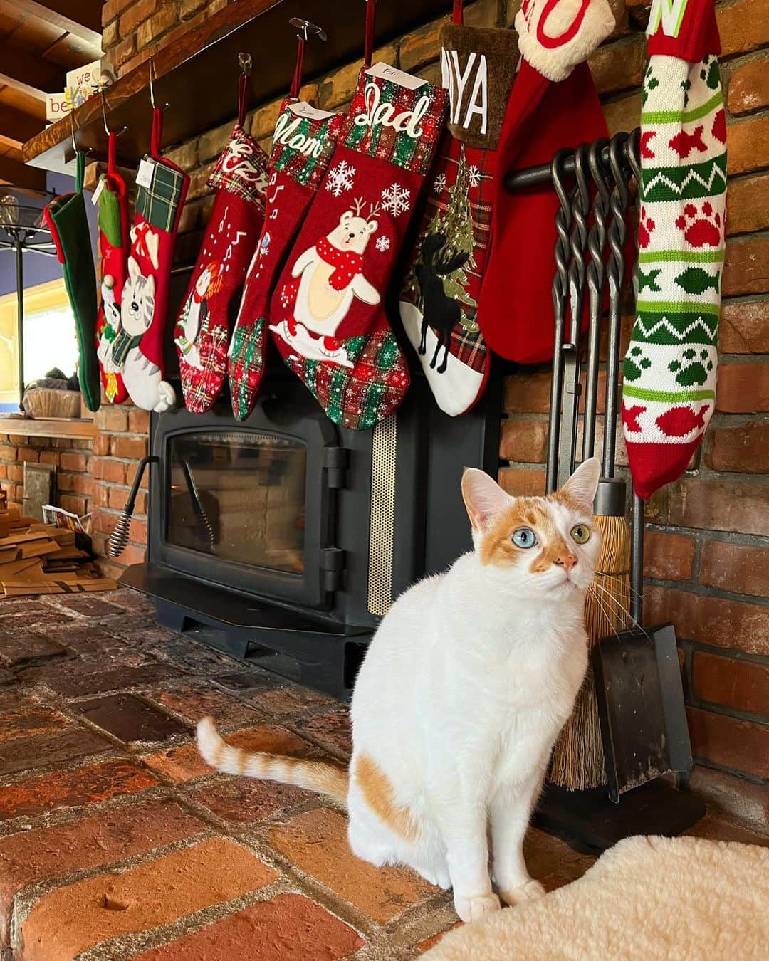 Richard Kittyのインスタグラム：「Merry Christmas Eve!」