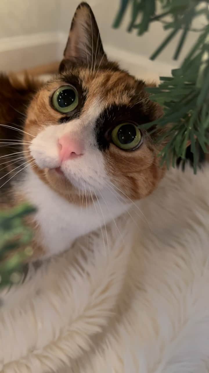 のインスタグラム：「Patiently waiting for Santa 🎅🏻  #fyp #christmastree #christmascat #santa #santaclaus #nicelist」