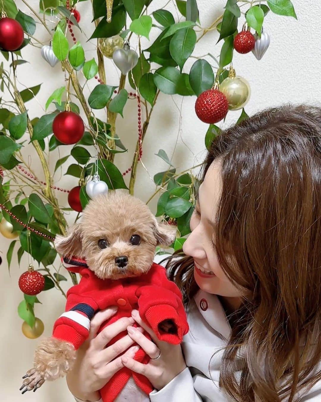 久野静香のインスタグラム：「＊ 🎄🎄🎄🎄🎄 クリスマスなので、 ニックに赤い服を着せてみました！！ カメラ向けると、常に真顔になるニック… 犬を可愛く撮る方法とかあるのでしょうか🤔 ⁡ 後ろにあるのは、無理やり飾りつけた クリスマスツリー?です🎄 ⁡ #クリスマス #Xmas #犬」