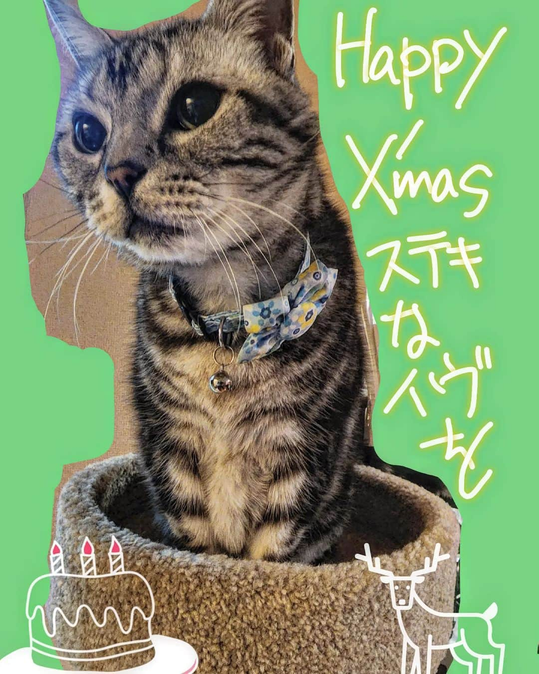 風麻のインスタグラム：「Happy Xmas😸  #HappyXmas #xmas  #happychristmas  #happycat  #happy」