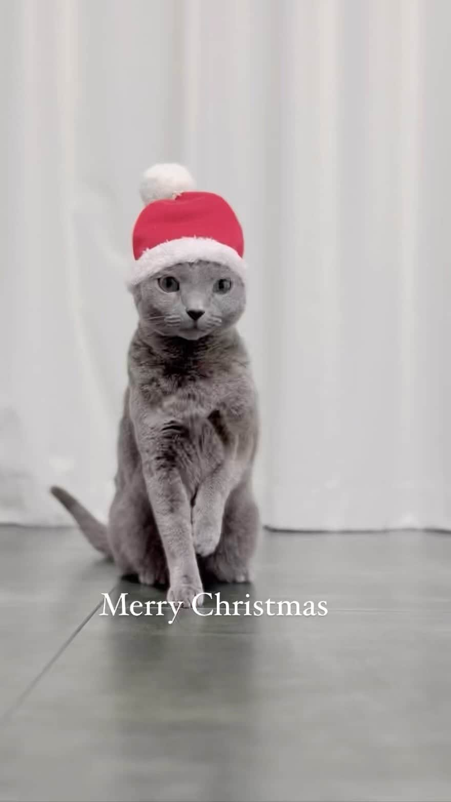 I love Russianblueのインスタグラム：「Merry Christmas 🎄  素敵な時間を過ごしてにゃ😸🙌 ・ ・ ・ #Russianblue #sundayfunday #katze #catsofinstagram #catoftheday #cutecat #catlover #kitty #ねこ#ilovemycat #cute #猫 #gato #러시안블루#topcatphoto  #catvideo #kitten  #instacat #meow #cats #cats_of_Instagram  #ふわもこ部  #にゃんすたぐらむ #weeklyfluff #catloversworld #dailyfluff #고양이  #ロシアンブルー #貓　#christmas」