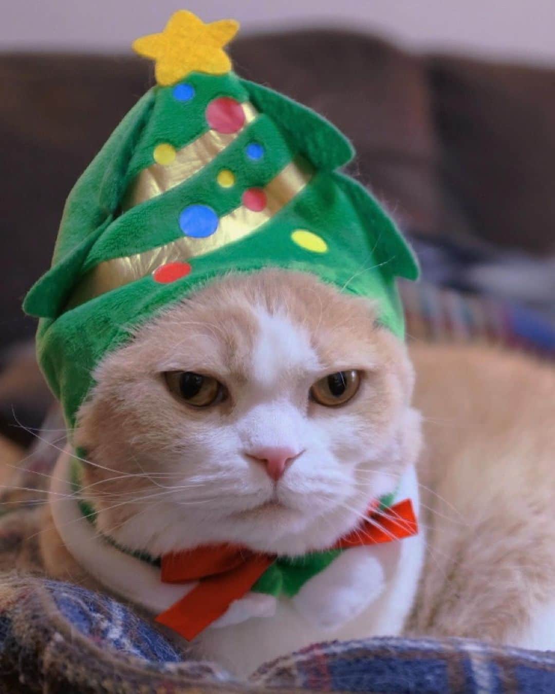 mimeiさんのインスタグラム写真 - (mimeiInstagram)「メリークリスマス！🎄💕 happy holidays!」12月24日 20時15分 - mimeiland