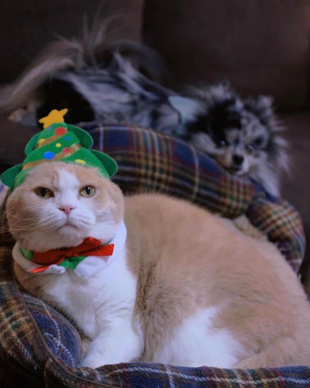 mimeiのインスタグラム：「メリークリスマス！🎄💕 happy holidays!」