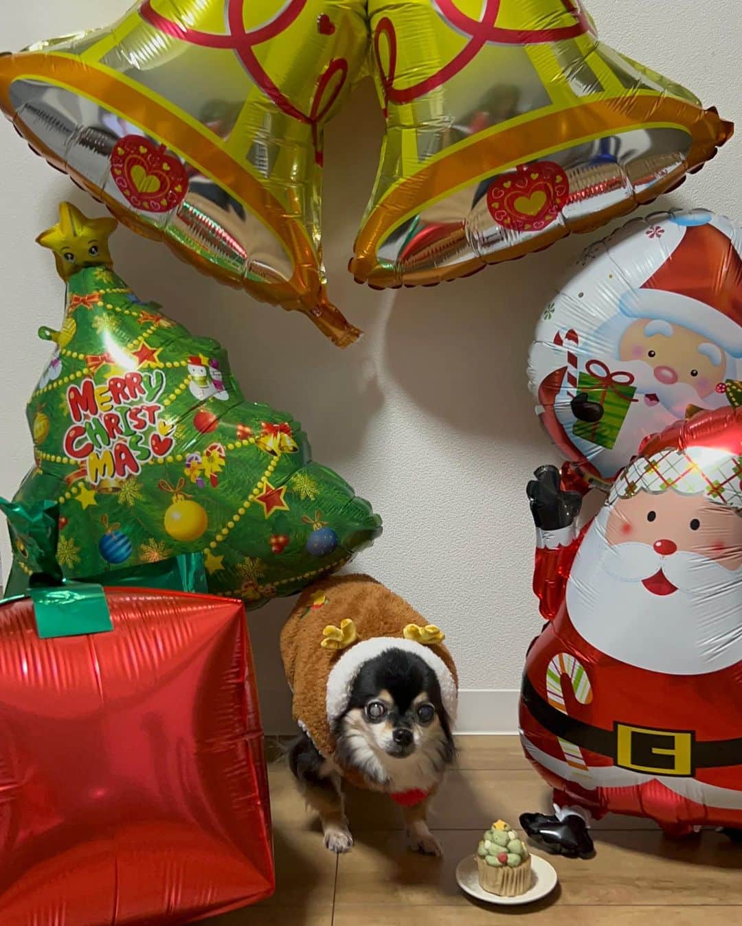 のインスタグラム：「メリクリ🎅🎄🎁 我が家にはかわいいかわいいトナカイさんがきました😙♡ しかし今年は手作りクリスマスご飯に挑戦しました🎅 目玉焼きすら焼けなかったけどここまで成長＾＾！笑 しかし雪だるま⛄️がむずかしかったー🤣  みなさんすてきなクリスマス過ごしてね😆🎉  #愛犬とクリスマス #可愛いトナカイさん❤️  #Christmas 🎄」