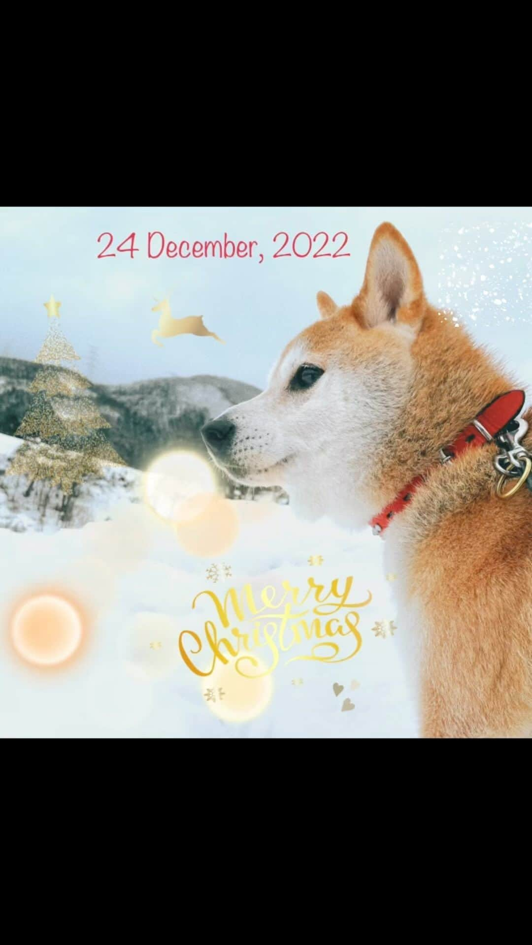 Hanamichi ＆ ℕㆁℜ〡ｋㆁ♡のインスタグラム：「Merry White Christmas #メリークリスマス #xmas #snow #shibainu」