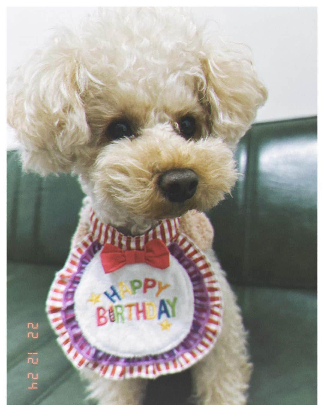 紗綾のインスタグラム：「Mimiが3歳になりました🐶🧡 ちょうど2年半前保護犬で なんでこんなに可愛い子が…と すぐに引き取らせてもらった。  私をママにさせてくれて いつも寄り添ってくれて 改めて出会えた奇跡に感謝✨  食物アレルギーで、 ケーキは食べられないけど、 大好きなササミでお祝いしました😋 ずっと一緒にいようね❤️🐶👨‍👩‍👧  #トイプードル #犬 #トイプー #保護犬 #誕生日」