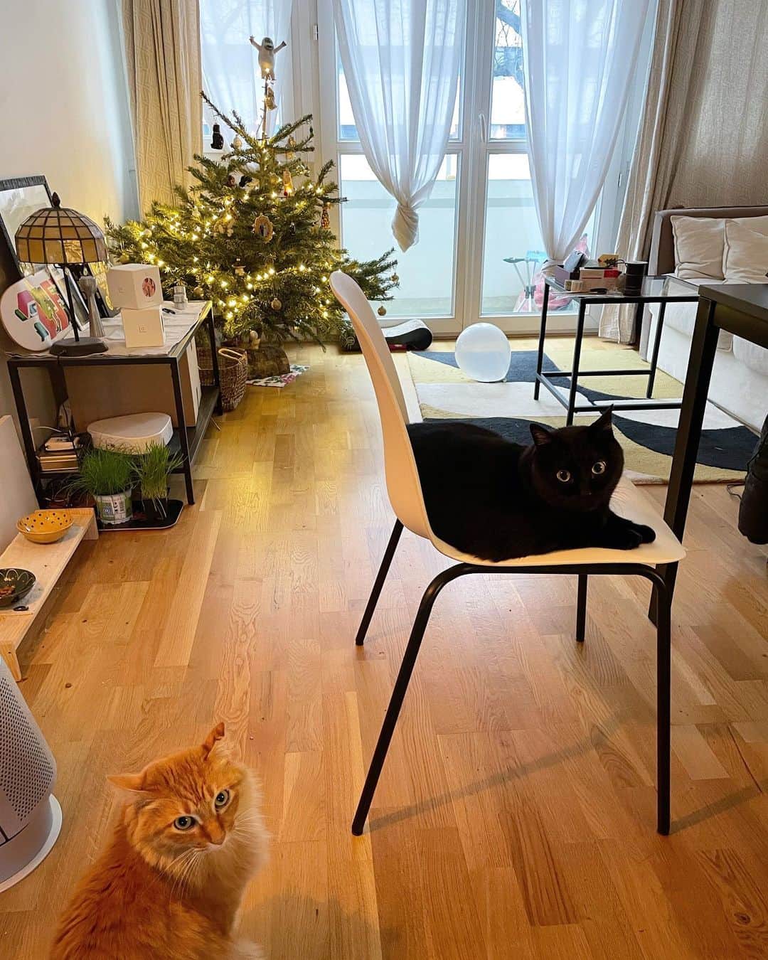 猫沢エミさんのインスタグラム写真 - (猫沢エミInstagram)「日本はもうクリスマスイヴのパーティーが終わった頃かな？  よい子のみんなは、パパノエル🎅の到着を待ちながら夢の中かな？  パリの猫沢家は、いよいよノエル本番を迎えて、ふたりとも朝から忙しそう。  Bon Noël à vous 🎄✨  猫沢組から愛を込めて💕  #猫沢家の猫兄弟　#猫沢エミのインターナショナル五十路ライフシフト  #猫沢エミリーパリへ行く  #猫パリ　#ピガ兄　#ユピ坊　#ちなみに今日のFIPのノエル選曲がサイコーで朝からずっと聴いてます🎵」12月24日 23時13分 - necozawaemi