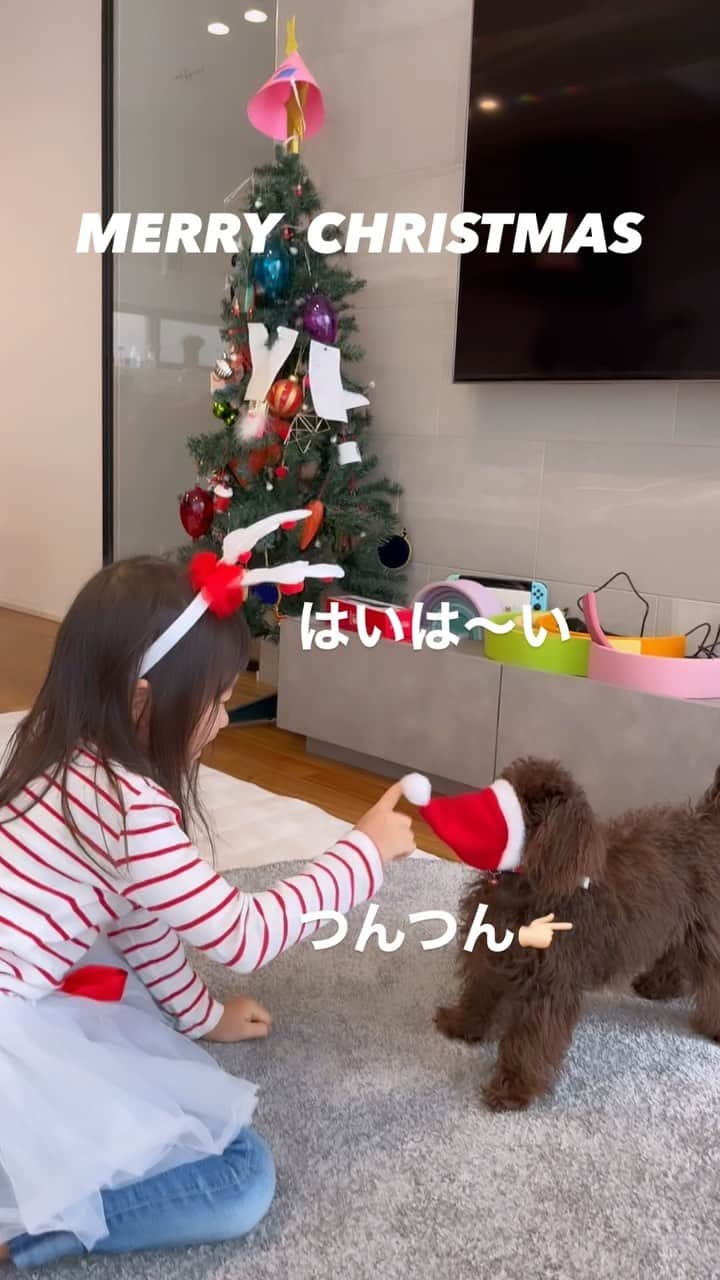 kyokkyのインスタグラム：「𝐌𝐞𝐫𝐫𝐲𝐂𝐡𝐫𝐢𝐬𝐭𝐦𝐚𝐬!! Charlie君🐶 サンタの帽子がズレまくって🎅 お世話すきの花ちゃんはさっとなおしにいく図 一応Charlieのお姉ちゃんてす👧🏻🍀とても仲良しな2人でした~☆。.:＊・゜」