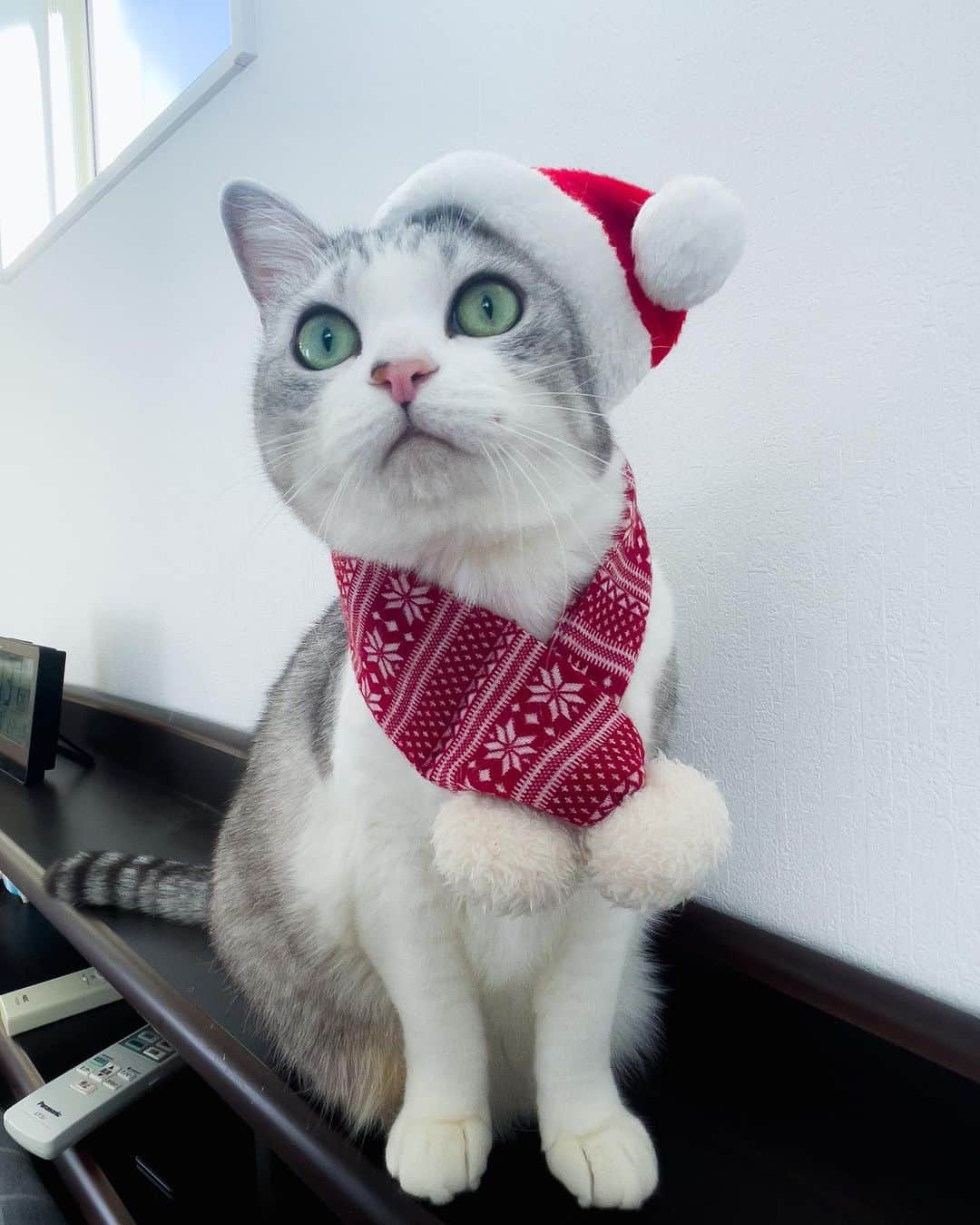 Sakiのインスタグラム：「* Christmas EVE🎄✨ Happy holidays to you and your family❤️ . クリスマスEVEのギャグをやり続けて10年。来年も再来年もギャグをやり続けられます様に❤️ #元野良猫部 #元野良もカワイイ説普及隊  *」
