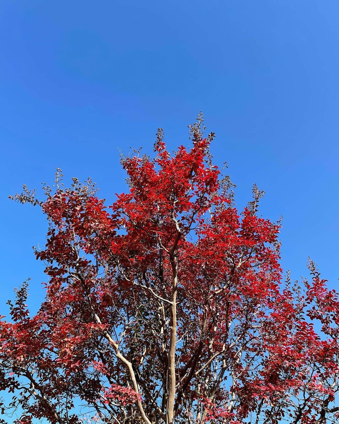 伊藤美誠のインスタグラム：「.  いろんな場所の🍁🏵🍂🌿 日本はどの季節にも いいところたくさん その中でも涼しくて過ごしやすい 秋から冬になるくらいがすきです🫶 (秋の風と冬の風がめっちゃ気持ちいい)🎐」