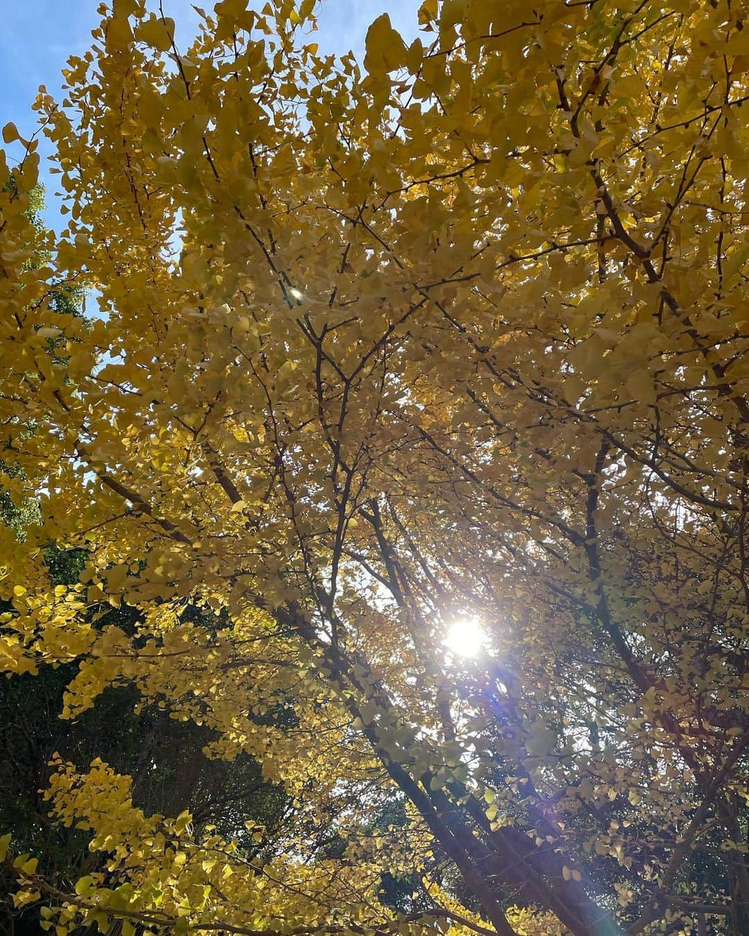 伊藤美誠さんのインスタグラム写真 - (伊藤美誠Instagram)「.  いろんな場所の🍁🏵🍂🌿 日本はどの季節にも いいところたくさん その中でも涼しくて過ごしやすい 秋から冬になるくらいがすきです🫶 (秋の風と冬の風がめっちゃ気持ちいい)🎐」12月25日 1時31分 - mima_ito