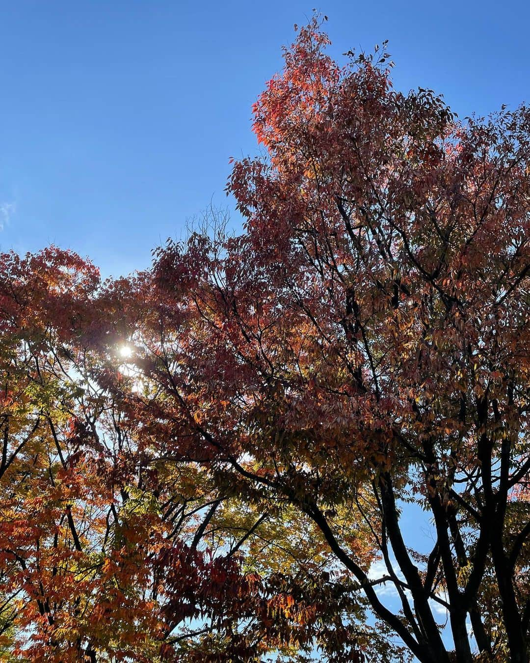 伊藤美誠さんのインスタグラム写真 - (伊藤美誠Instagram)「.  いろんな場所の🍁🏵🍂🌿 日本はどの季節にも いいところたくさん その中でも涼しくて過ごしやすい 秋から冬になるくらいがすきです🫶 (秋の風と冬の風がめっちゃ気持ちいい)🎐」12月25日 1時31分 - mima_ito