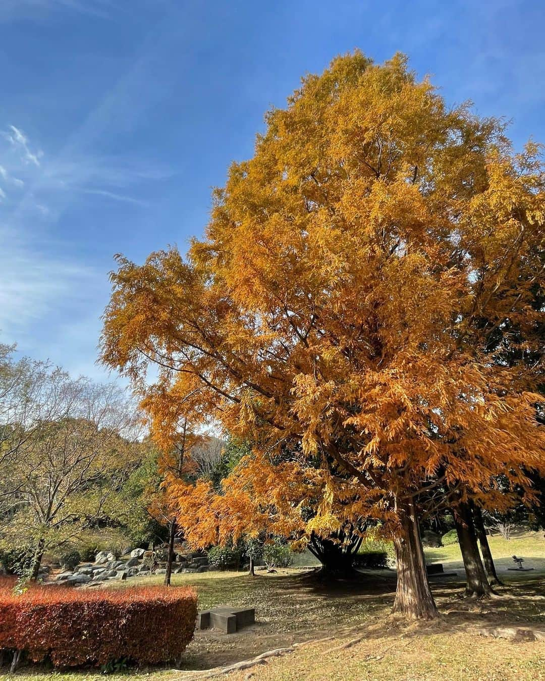 伊藤美誠さんのインスタグラム写真 - (伊藤美誠Instagram)「.  いろんな場所の🍁🏵🍂🌿 日本はどの季節にも いいところたくさん その中でも涼しくて過ごしやすい 秋から冬になるくらいがすきです🫶 (秋の風と冬の風がめっちゃ気持ちいい)🎐」12月25日 1時31分 - mima_ito