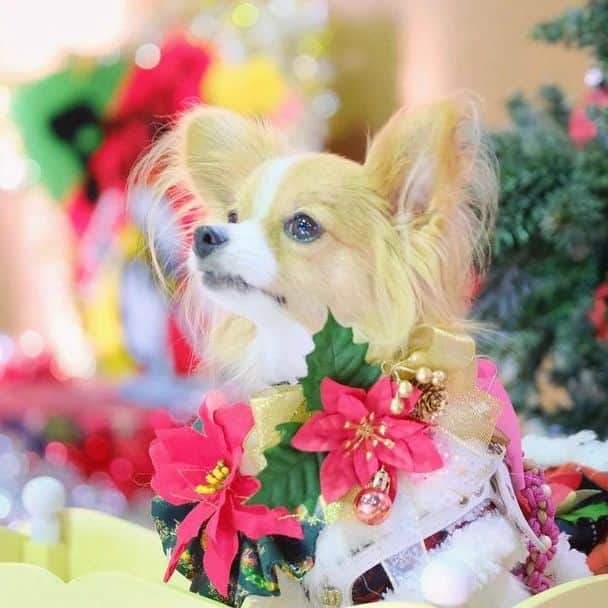 ライオン商事株式会社のインスタグラム：「᛭ ꙳　᛭ ✧*｡🎄𝐌𝐞𝐫𝐫𝐲𝐂𝐡𝐫𝐢𝐬𝐭𝐦𝐚𝐬🎄✧*｡ ꙳　᛭  みなさん、ステキなクリスマスを過ごされていますか？  こちらはパピヨンのアリスちゃん💖⁡ ⁡ アリスちゃんが身に着けている⁡ ⁡ポインセチアの花言葉は「聖夜」⁡⁡ ⁡ ⁡クリスマスにピッタリですね💕🔔🎅🎁  @alice6.4meru8.13さん  かわいいお写真有り難うございました！  #パピヨン #いぬのいる暮らし #犬好きさんと繋がりたい#パピヨン好きさんと繋がりたい #愛犬 #いぬ #いぬバカ部 #いぬら部 #いぬ部 #わんこ #いぬ #いぬすたぐらむ  #instadog #ilovemydog #ilovedog #dogstagram #dogsofinstagram #doglife #mydogiscutest #todayswanko #doglover  #lionpetdog #lion #ライオンペット @lion_pet_dog」