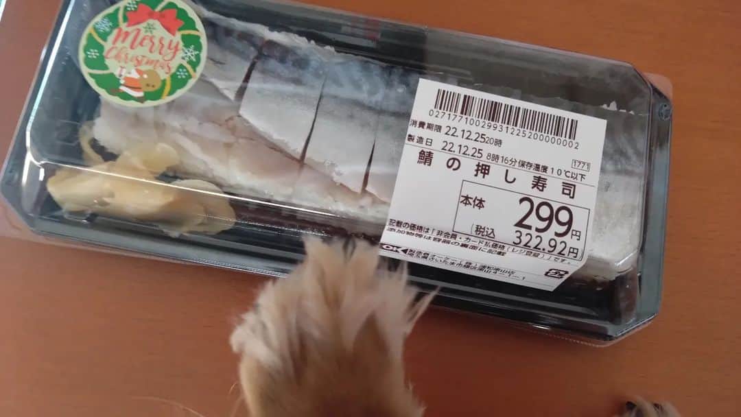 ななこさんのインスタグラム写真 - (ななこInstagram)「marry christmas🎄 なぜかサバ寿司🐟 ※ ※ #ダックスフンド #ダックス  #カニンヘンダックス #犬 #愛犬 #instadog  #instadachshund」12月25日 13時05分 - nanaco_dachs