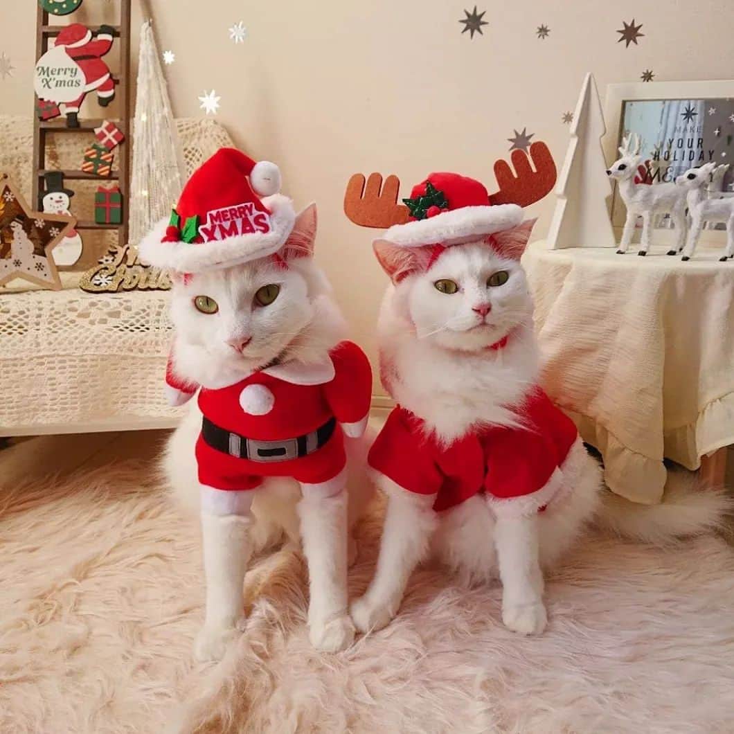 ライオン商事株式会社のインスタグラム：「今日はいよいよクリスマスです🎄🎅🎁✨  サンタ服を身にまとっているのは、マシュマロちゃんと大福くん🎅🦌 クリスマスムード満点で素敵な雰囲気です😊  みなさん楽しいクリスマスをお過ごしください✨🎅🏻💖  @mashu_daiさん 素敵なお写真ありがとうございました！  #ねこ #猫 #ネコ #ねこ部 #にゃんこ #cat #cats #catsofinstagram #cats_of_instagram #catstagram #kawaii #meow #catlover #愛猫家と繋がりたい #ネコ部 #猫耳 #白猫 #クリスマス #メリークリスマス #サンタクロース #トナカイ  #lionpetcat  #lionpet  @lion_pet_cat」