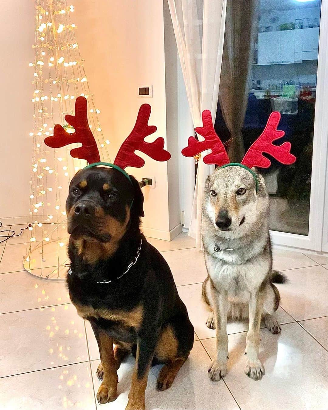 ヴァレンティナ・アリゲッティのインスタグラム：「Le Renne 🦌 I Babbi Natale 🎅  Interpreti: Jorah e Rajah 🤍💜 Fotografe, costumiste e detentrici di premietti: Gaia e Vale ♥️ Buon Natale Bestiacce 🎄」