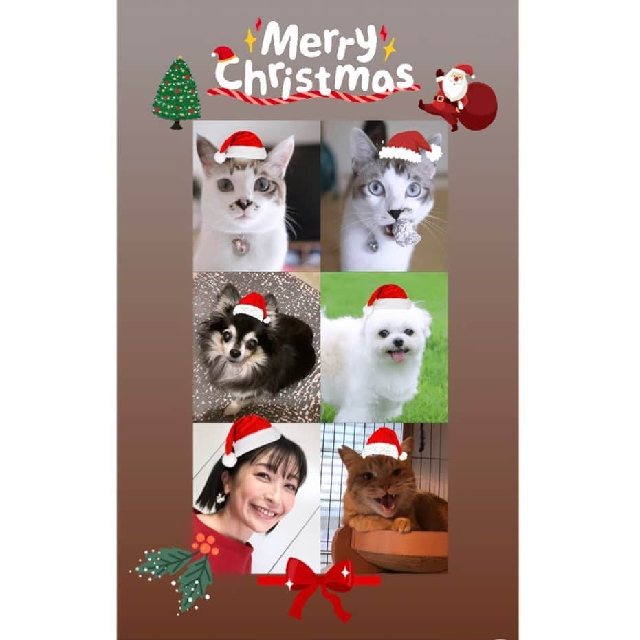 小野真弓さんのインスタグラム写真 - (小野真弓Instagram)「🎄🧑‍🎄merry Christmas🤶🎄  おはようございます☺️ 今年は、例年に輪をかけて、、 クリスマス感が無い我が家😂 ザ、日常です。 ま、それも平和の証🕊✨^_^ 🙋‍♀️🦝🐏🐯🐯＋🐈‍⬛🐈 みんなには、少し特別なオヤツを あげましょう＼(^ω^)／🎁🐾  今日も良い一日を😆 クリスマスのご予定がある方は 楽しい素敵な一日になりますように☺️✨  #クリスマス #チワワ#ハナちゃん #チワマル#ハルくん #雑種猫兄妹#アオくん#ナナちゃん #保護っ子代表#ちーずくん #犬と猫のいる暮らし#犬猫日記」12月25日 6時54分 - hanaharuaroi