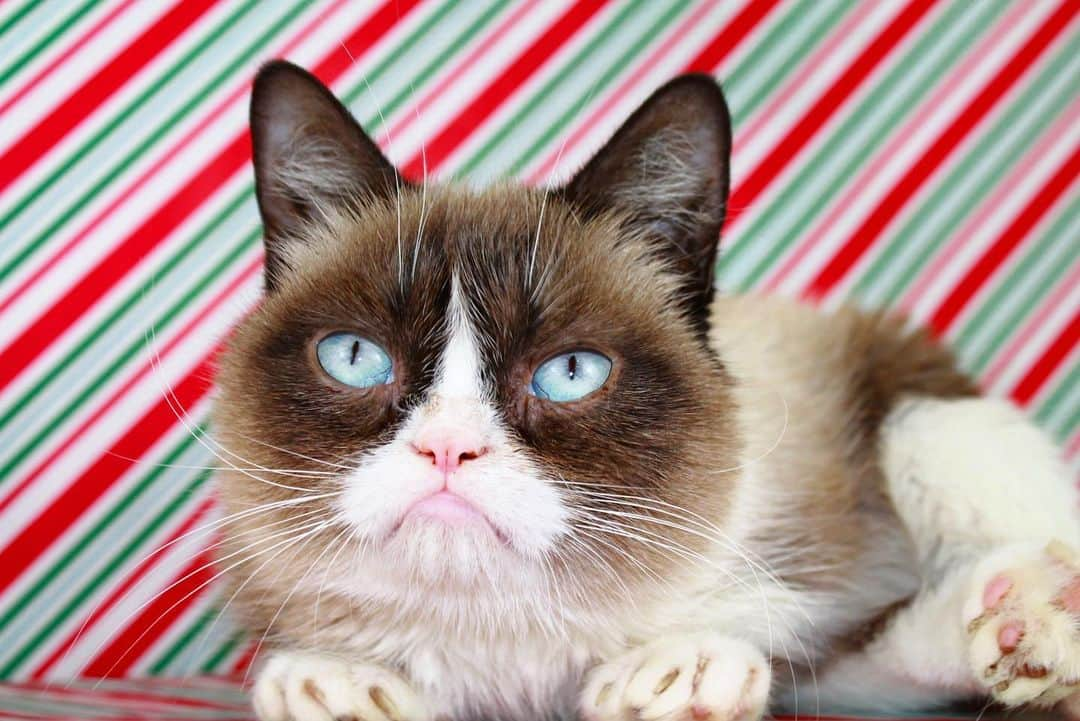 Grumpy Catさんのインスタグラム写真 - (Grumpy CatInstagram)12月25日 7時32分 - realgrumpycat